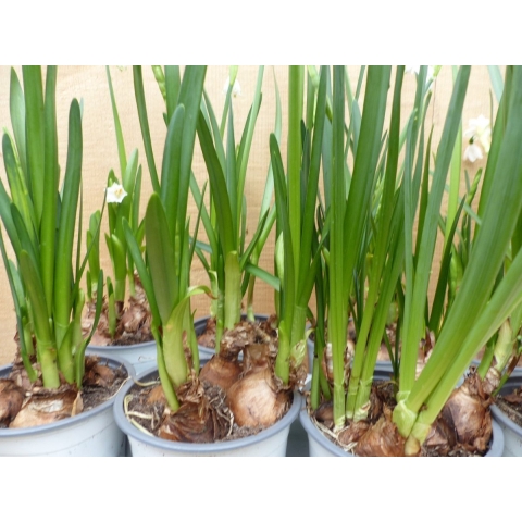 Zomerklokje Leucojum Narcis 10 in een tray kleur wit - Warentuin natuurlijk