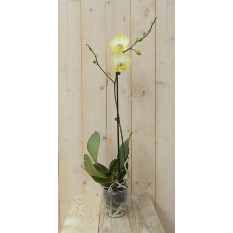 Vlinderorchidee Luxe Tak geel 80 cm - Warentuin natuurlijk