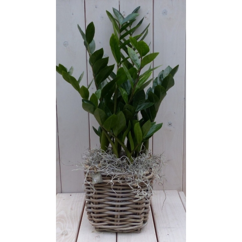 Zamioculcas in mandje 55 cm - Warentuin natuurlijk