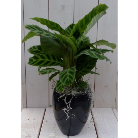 Calathea groen blad zwarte/antraciete hoge pot 50 cm - Warentuin natuurlijk