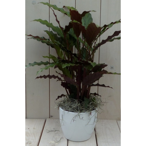 Calathea rood blad witte pot 40 cm - Warentuin natuurlijk