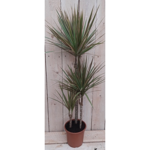 Kamerplant Dracaena Marginata - Warentuin natuurlijk