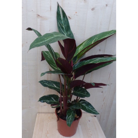 Calathea Trio Star Pauwenplant smal blad met wit 60 cm - Warentuin natuurlijk