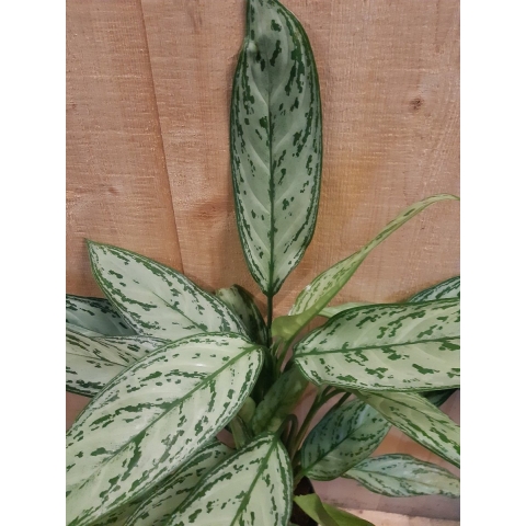 Aglaonema kamerplant - Warentuin natuurlijk