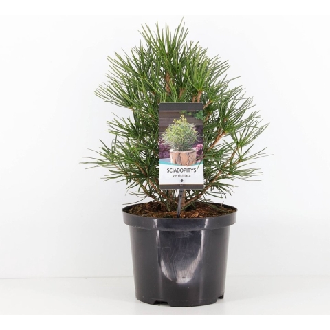 Sciadopitys verticillata 30-40 cm - Warentuin natuurlijk