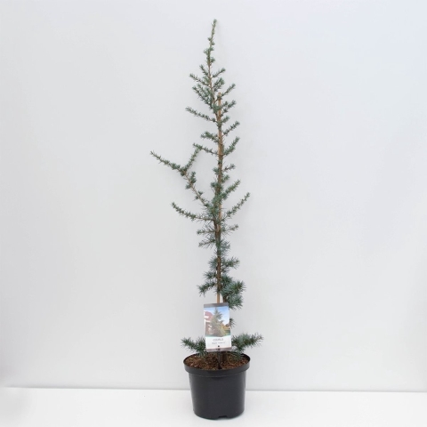 Cedrus libani glauca 95 cm - Warentuin natuurlijk