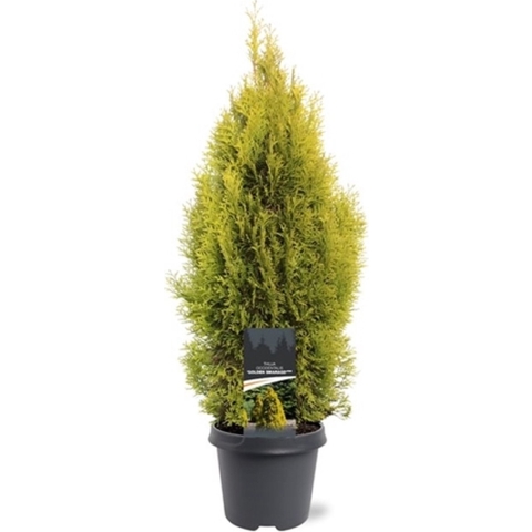 Thuja occidentalis Golden Smaragd pbr 60-80 cm Conifeer - Warentuin natuurlijk