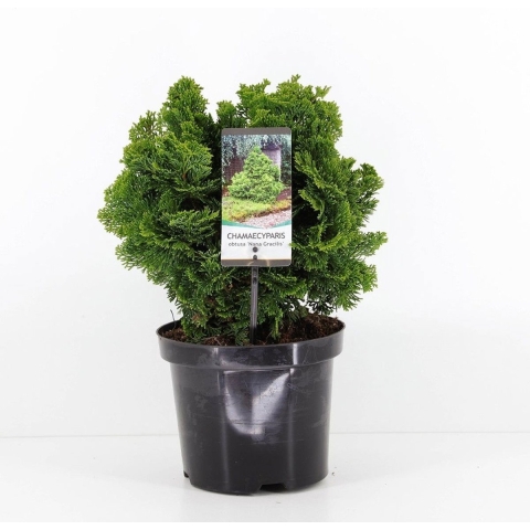 Chamaecyparis obt nana gracilis 40 cm - Warentuin natuurlijk