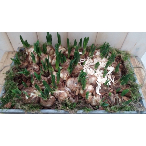 Narcis XL plantenbakje buiten - Warentuin natuurlijk