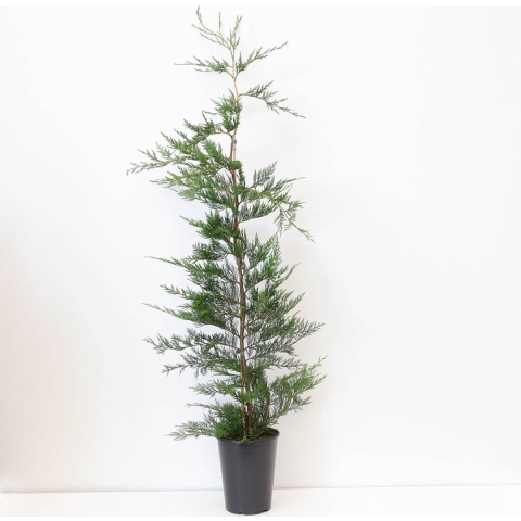 Cupressocyparis leylandii 150-200 cm - Warentuin natuurlijk