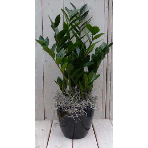 Zamioculcas in zwart/antraciete pot 55 cm - Warentuin natuurlijk