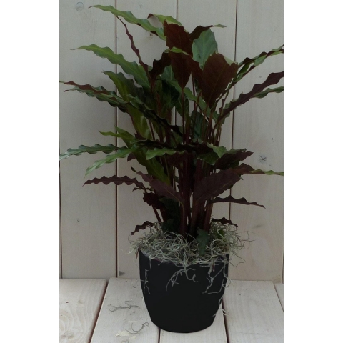 Calathea rood blad zwarte/antraciete pot 40 cm - Warentuin natuurlijk