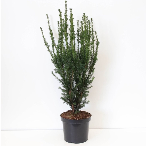 Taxus media hillii 60-100 cm - Warentuin natuurlijk