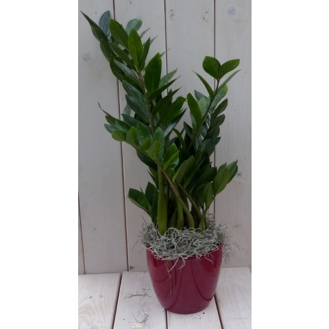 Zamioculcas in donkerrode pot 55 cm - Warentuin natuurlijk
