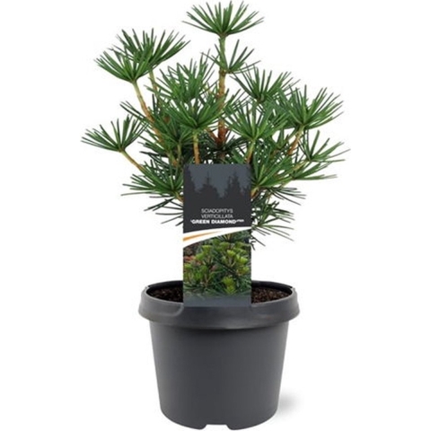 Sciadopitys verticillata Green Diamond pbr 25-30 cm Conifeer - Warentuin natuurlijk