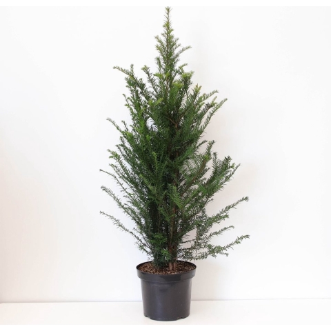 Taxus baccata 80-125 cm - Warentuin natuurlijk