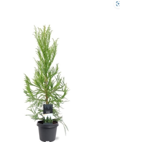 Cryptomeria jap. Kitayama 80-100 cm Conifeer - Warentuin natuurlijk