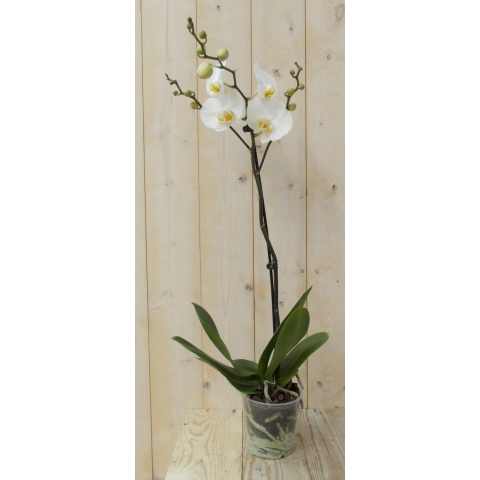 Vlinderorchidee Luxe Tak wit 80 cm - Warentuin natuurlijk