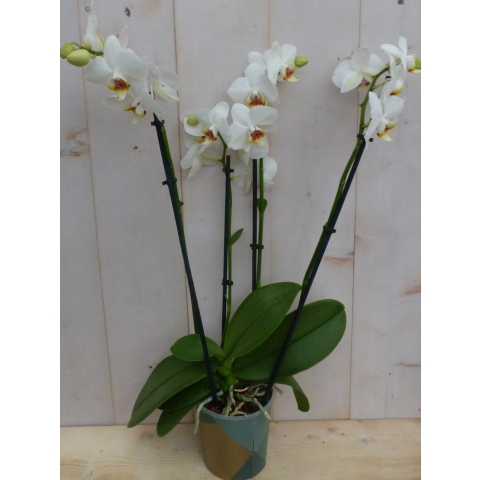 Kamerplant Vlinderorchidee phalaenopsis wit 4 takken - Warentuin natuurlijk
