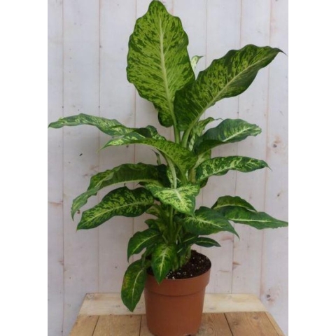 Kamerplant Dieffenbachia groot 100 cm - Warentuin natuurlijk