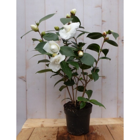 Camelia wit 50 cm - Warentuin natuurlijk
