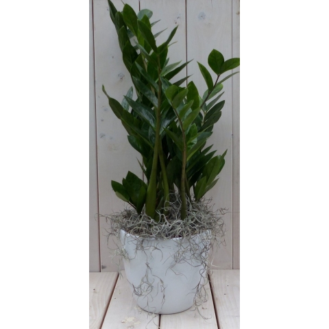 Zamioculcas in witte pot 55 cm - Warentuin natuurlijk