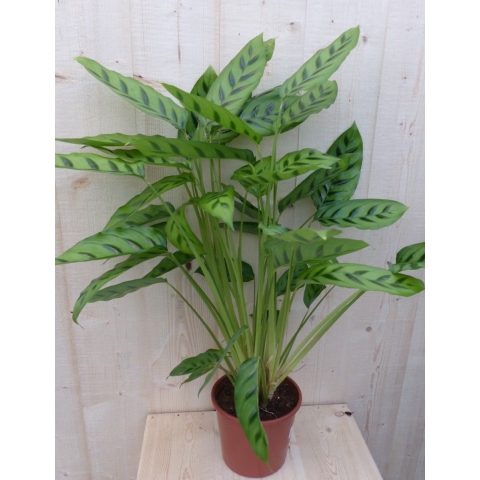 Calathea Leopardina Pauwenplant lichtgroen smal blad 60 cm - Warentuin natuurlijk