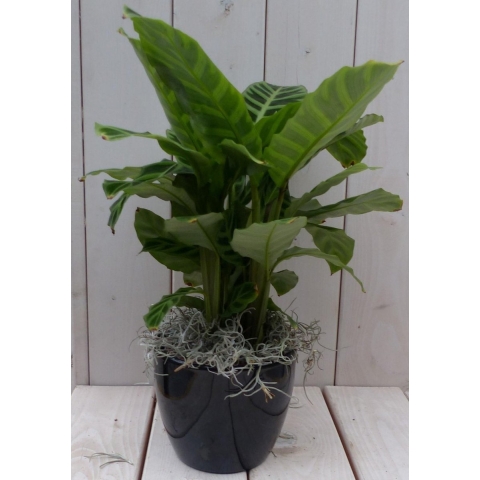 Calathea groen blad zwarte/antraciete pot 40 cm - Warentuin natuurlijk