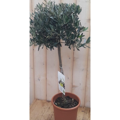 Olijfboom Olea 100 cm - Warentuin natuurlijk