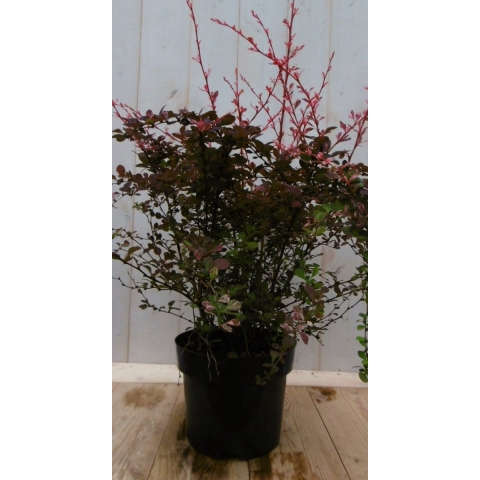Berberis rood 70 cm - Warentuin natuurlijk
