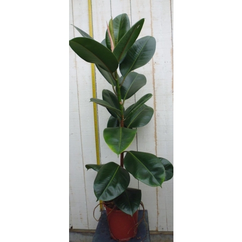 Kamerplant Ficus elastica robusta 80 cm - Warentuin natuurlijk