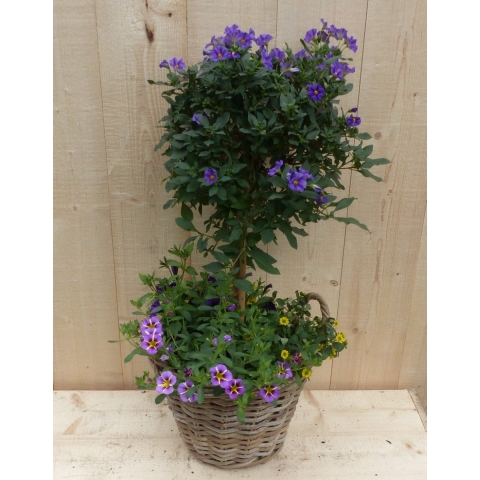 Rieten plantenbak Solanum Nachtschade met zomerbloeiers mix h70 cm - Warentuin natuurlijk