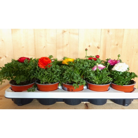 Ranonkels 10 stuks in tray mix kleuren - Warentuin natuurlijk