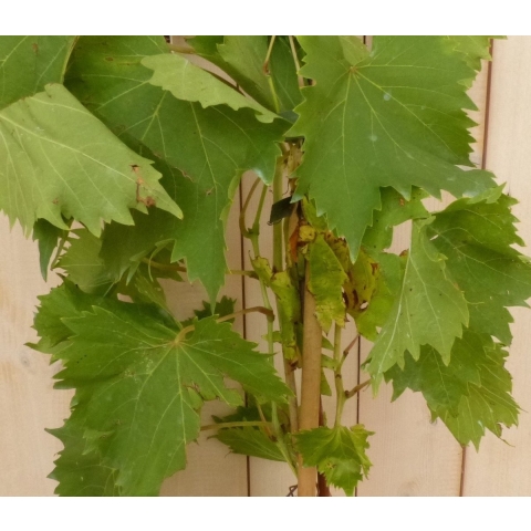 Druif Vitis eetbaar - Warentuin natuurlijk