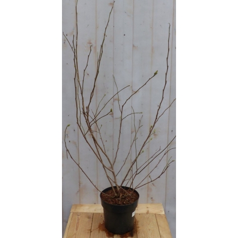 Magnolia Soulangeana Tulpenboom struik - Warentuin natuurlijk