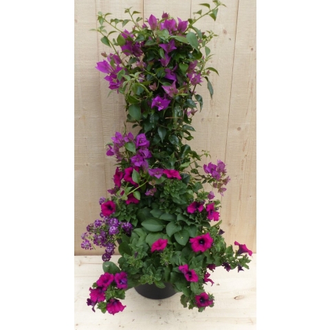 Plastic plantenbak antraciet Bougainvillea roze met zomerbloeiers roze h80 cm - Warentuin natuurlijk