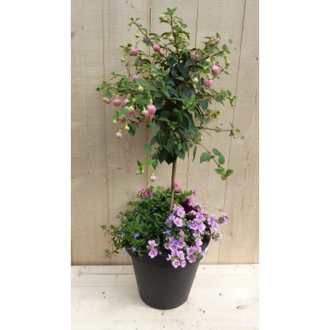 Plastic plantenbak antraciet Fuchsia roze met zomerbloeiers roze h80 cm - Warentuin natuurlijk