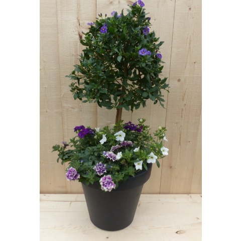 Plastic plantenbak antraciet Solanum Nachtschade met zomerbloeiers paars/wit h80 cm - Warentuin natuurlijk