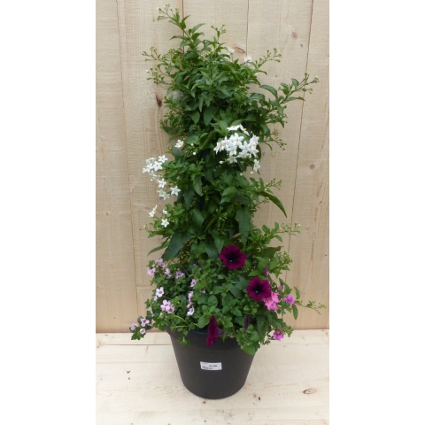 Plastic plantenbak antraciet Sterjasmijn wit met zomerbloeiers roze/paars h80 cm - Warentuin natuurlijk