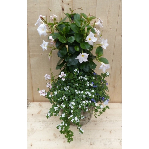 Rieten plantenbak Dipladenia Mandevilla Sundaville wit met zomerbloeiers mix h70 cm - Warentuin natuurlijk