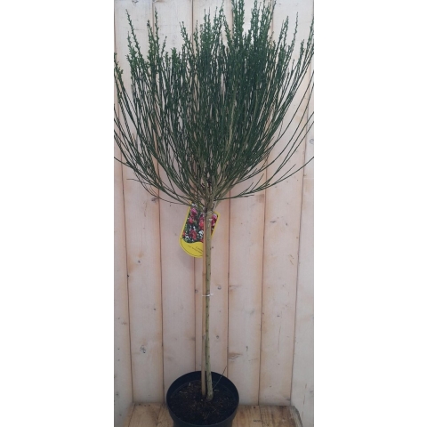 Brem Geel op stam 100 cm - Warentuin natuurlijk