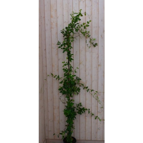 Toscaanse Jasmijn 200 cm - Warentuin natuurlijk