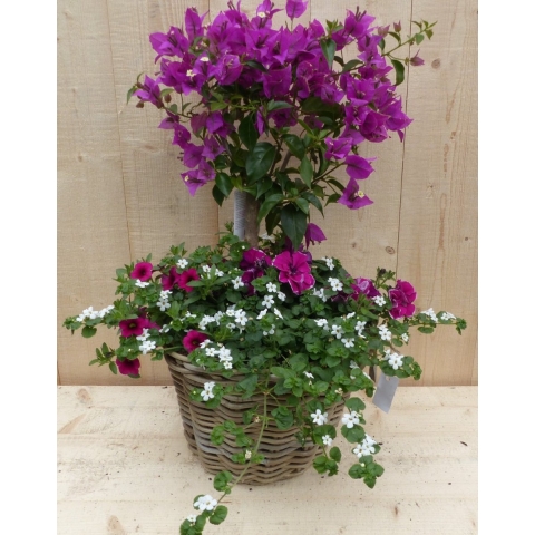 Rieten plantenbak Bougainivillea roze met zomerbloeiers mix h70 cm - Warentuin natuurlijk