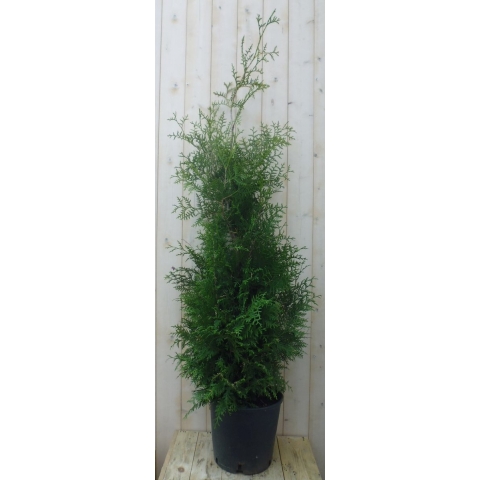Conifeer Brabant 150 - 180 cm - Warentuin natuurlijk