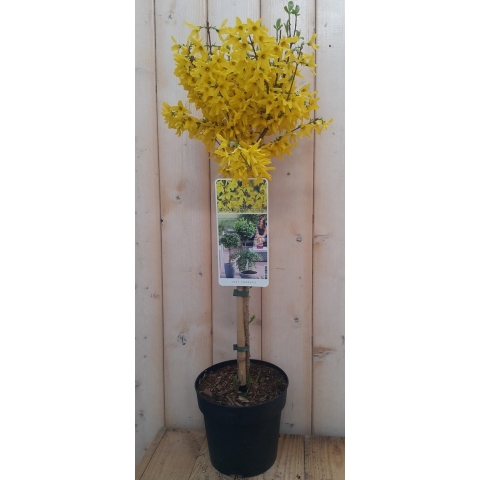 Chinees klokje 'Week-End' - Warentuin natuurlijk