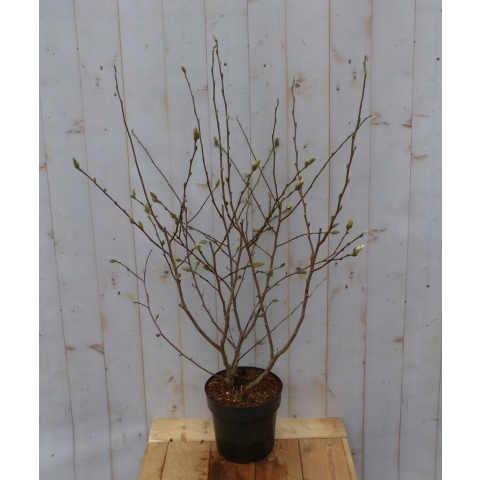 Magnolia Susan Tulpenboom Struikje - Warentuin natuurlijk