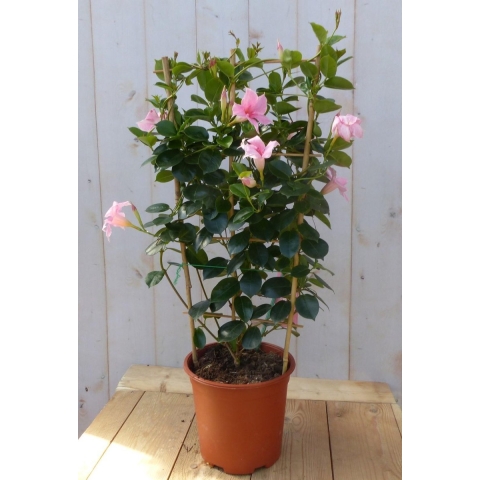 Dipladenia Mandevilla Sundaville roze 90 cm - Warentuin natuurlijk