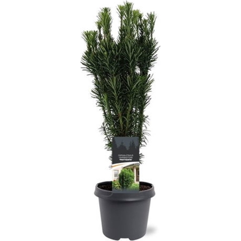 Cephalotaxus harringtonii Fastigiata 50-60 cm Conifeer - Warentuin natuurlijk