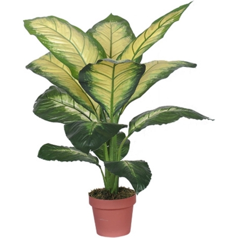 Dieffenbachia dotied 105 cm - Buitengewoon de boet
