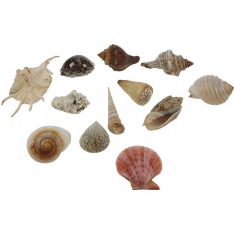 Grote decoratie schelpen 24x stuks -